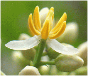 ナンテン(南天 なんてん)　白い花
